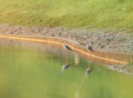 7.PATTANA GOLF CLUB AND RESORT